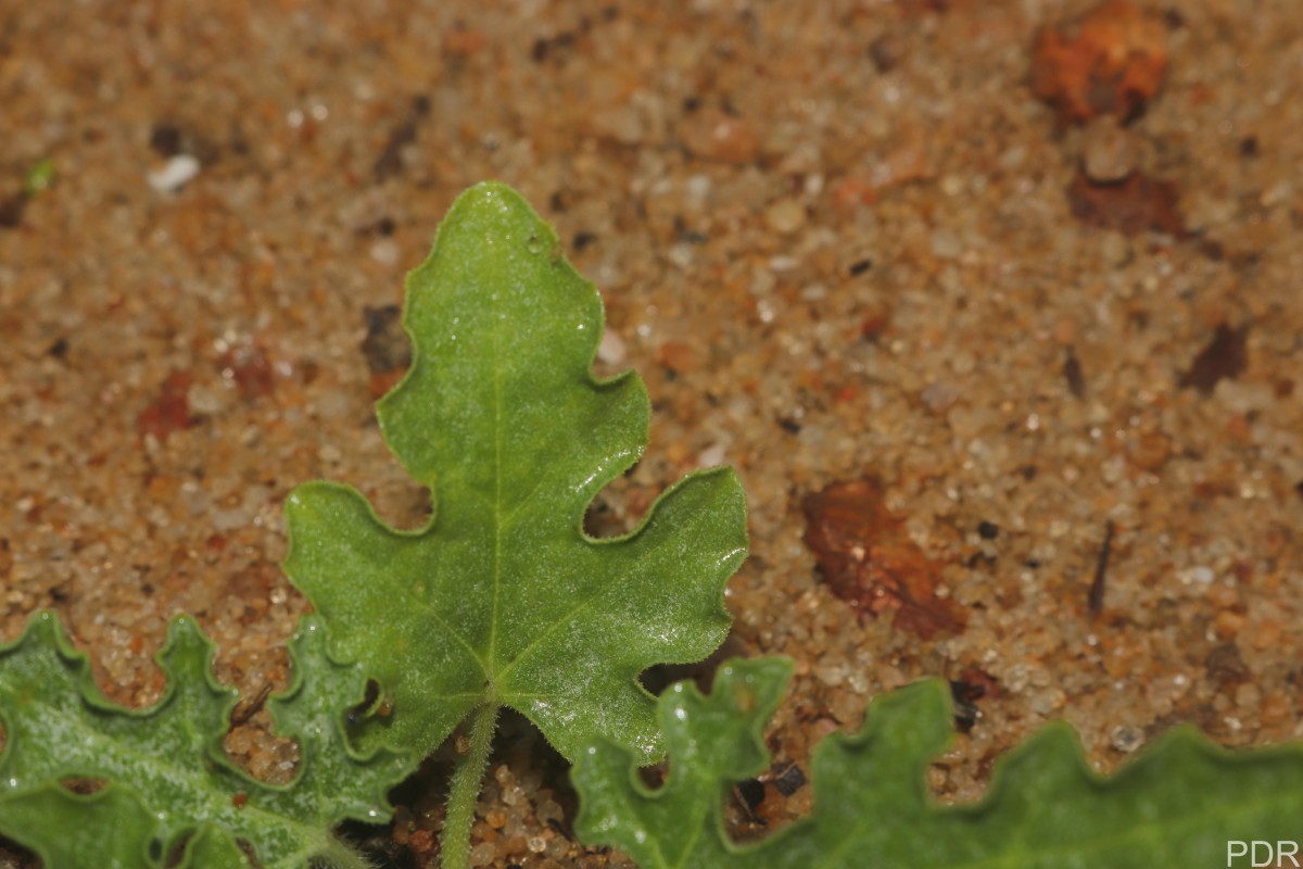 Citrullus colocynthis (L.) Schrad.